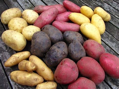 aardappelrassen eigenschappen